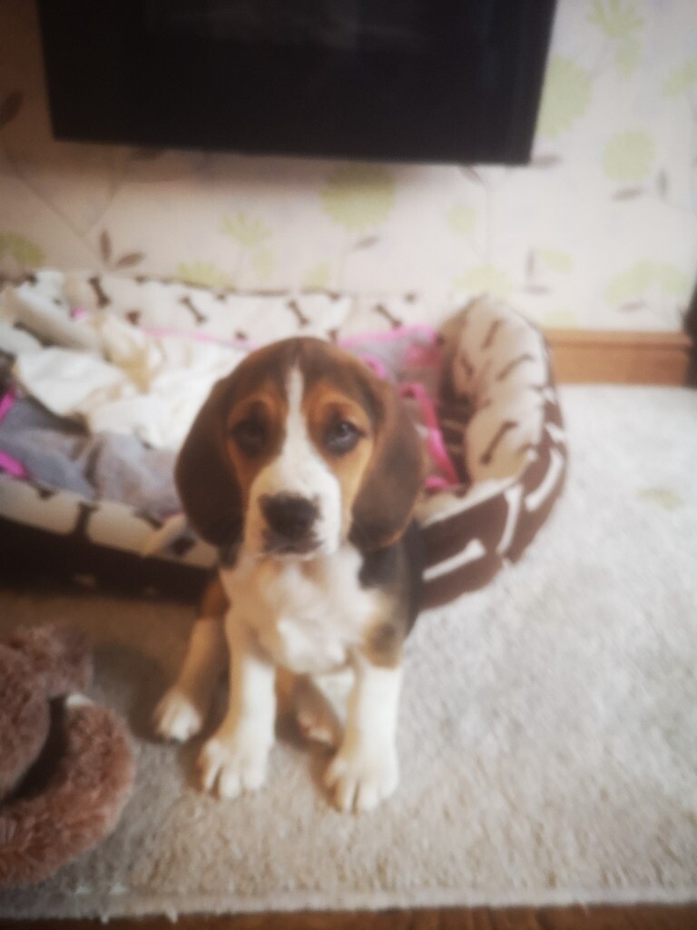 gumtree beagle puppies for sale